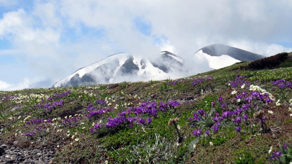 紫色にグランドを染めるはダイセツオヤマノエンドウ、白の彩りはイワウメ。残雪をたたえる北海道最高峰、旭岳。
